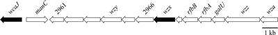 Complete Lipopolysaccharide of Piscirickettsia salmonis Is Required for Full Virulence in the Intraperitoneally Challenged Atlantic Salmon, Salmo salar, Model